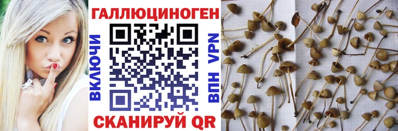 цена   Курильск  нарко площадка формула  Псилоцибиновые грибы прущие грибы 